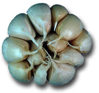 Garlic Clove