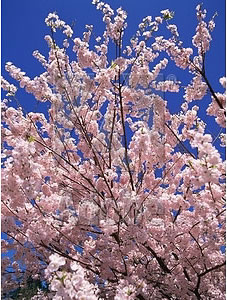 fruit trees in bloom in the spring