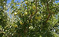 a tree shot featuring apples
