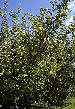 organic apples