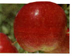 red fuji apple