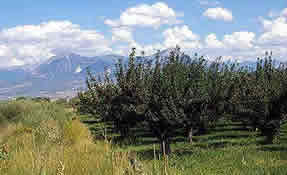 trees and mountains on a summer day.