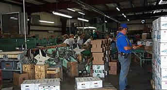 At work sorting and packing fruit